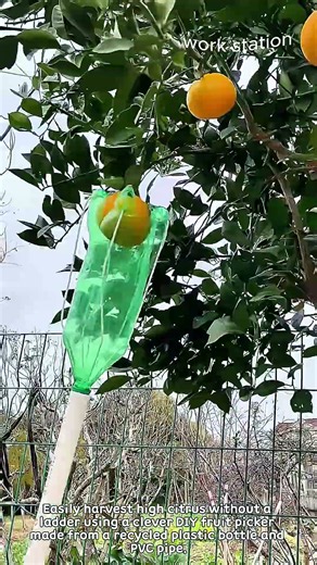 Smart DIY Fruit Picker from Plastic Bottle #worker #process #diy #gardening #harvest