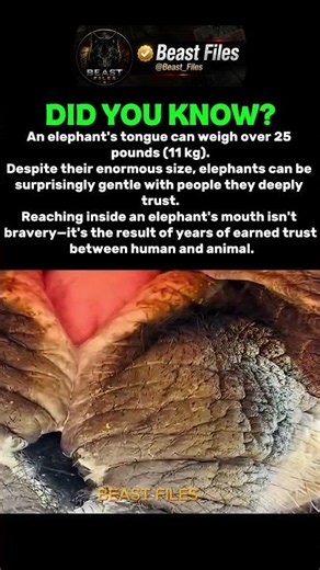 THE GIANT WHO TRUSTED A HUMAN