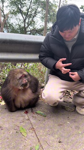 Delicious Food Surprises for Xingxing the Monkey