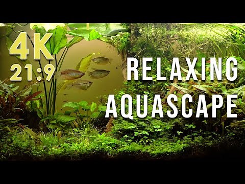 Beautiful relaxing natural aquascape in 4K (21:9) with nature sounds 🐟 fish tank aquarium