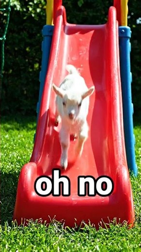 Baby goat on a play slide - Funny Fails