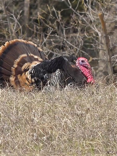 The season is getting closer every day! #speakthelanguage #turkeyhunting #nwtf #turkey #hunting #spring #huntingseason