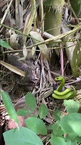 cari rebung part2 #rebung #bambumuda