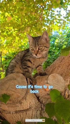 #kitten #cat #cuteanimal #catlovers #vecna #millionviews #youtubeshorts