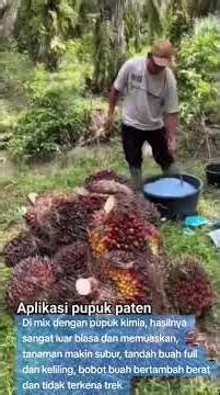 Pupuk PATEN Menghemat Pemakaian Pupuk Kimia Hingga 80% || #sawitbuahpasir #petanisawit