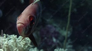 Crescent-tail bigeye (Priacanthus hamrur) portrait, showing one large eye, WAKATOBI, Indonesia, slow motion