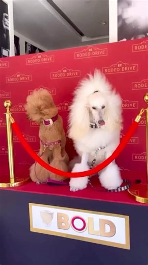 Allysa Payne Beverly Hills Luxury Pet Fashion | A Day on Rodeo Drive with Two Icons. ✨ @brontethepoodle @sebastianthestandard Bronte wears our Boysenberry Patent Italian Leather Collar,... | Instagram