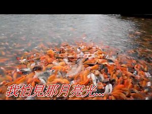 月光小夜曲(陳芬蘭).mp4