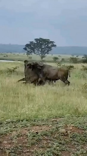 African Safari Mag. on Instagram: "Cape buffalo establish dominance through a ritualized form of combat known as “necking.” This behavior involves two male buffalo standing parallel to each other and then pushing against each other’s horns and necks in a test of strength. The buffalo try to push the other backward in a show of dominance and territory. The fights can be intense and result in injuries, but they are a natural way for male buffalo to establish hierarchy within the herd. 🎥 @thewallt