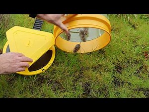Why I Recommend This New Bucket Trap? Triple Flip-Floor Catches 6 Mice! - Mousetrap Monday