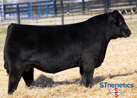 The $360,000 high-selling sire from Boyd Beef Cattle is NOW AVAILABLE! Boyd BEDROCK is the highly sought after Prolific son that commanded a top price and offers a complete package of phenotype, EPDs, and maternal value. His elite $M predictions, solidified by a beautiful uddered dam, make BEDROCK an ideal candidate to create the next generation of great Angus females. Study him closely and you will be hard pressed to find a sire that offers a more complete package with his maternal foundation.