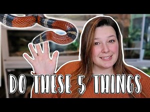 Improve Your Milk Snake Care in 5 Easy Steps!