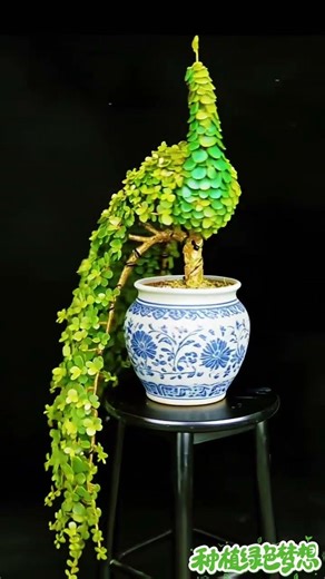 Peacock's Reflection: Majestic Beauty in Gold & Jade