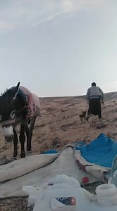 313K views · 5.3K reactions | Team work...... | Sarcastic Views | Facebook