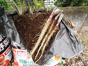 【袋栽培】培養土袋でゴボウを作ってみよう