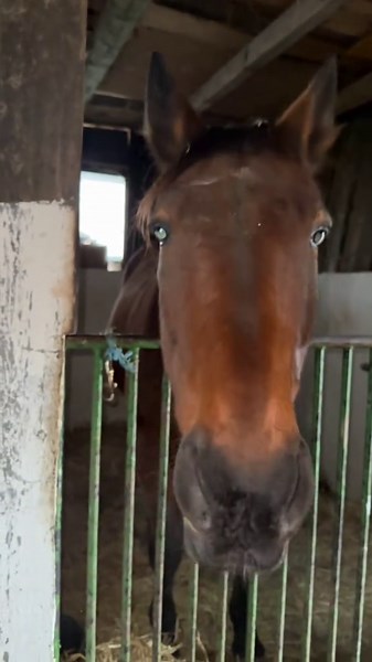 Horses at My Favorite Place: A Love Story