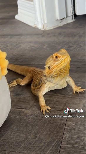 Understanding Bearded Dragons: Care and Lifespan