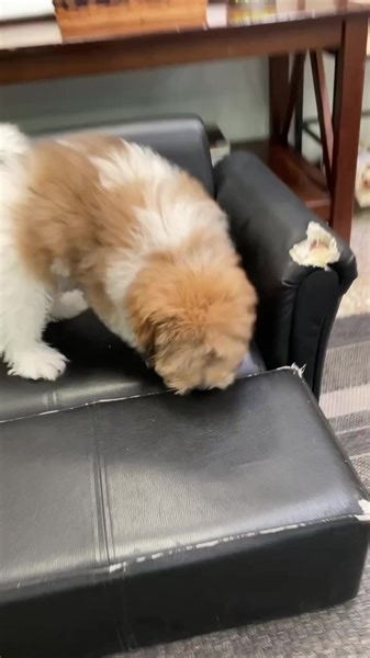 Exploring 🐶🐾#shihtzu#shihtzugram#shihtzulove#shihtzupuppy#shihtzunation#shihtzupuppies#shihtzumania#shihtzucorner#shihtzuworld#shihtzusofinstagram#shihtzuclub#shihtzus#shihtzulovers#shihtzuofinstagram#shihtzusociety#shihtzufamily#shihtzubaby#shihtzubreeder#shihtzubreeders#ohiobreeder#ohio#ohiostate#ohiogram#ohiodog#ohiodogs#ohiodogsofinstagram | Berlin Pet Shoppe