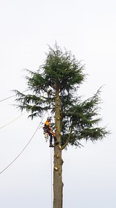 Negative rigging throwback - the floor is lava, ground couldn't be disturbed on this job. #rigging #treework #stihl #chainsaw #arborist #honeybros #stihlgb | Honey Brothers Ltd - Arboricultural Equipment Specialists