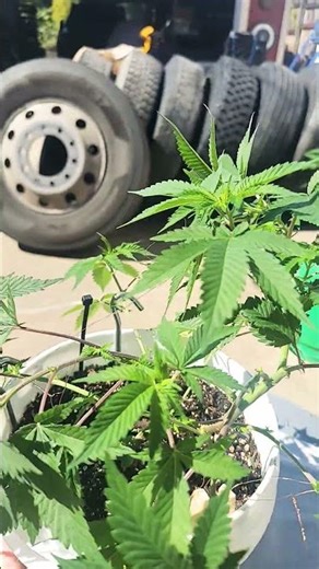 blue dream 41(I)🌱💚