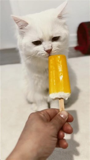 One Loved It… One Didn’t! 😂 #cat#cats