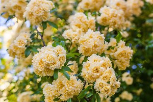 11 Flowers That Bloom In April To Welcome Spring