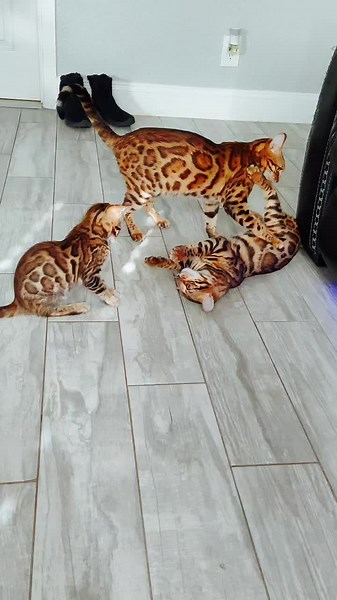 Bengal Cats Playtime: Adorable Kitten and Adult Cat