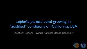 'Acidification' Causes Crumbling of Deep-sea Corals Off California Coast (Video) - NCCOS - National Centers for Coastal Ocean Science