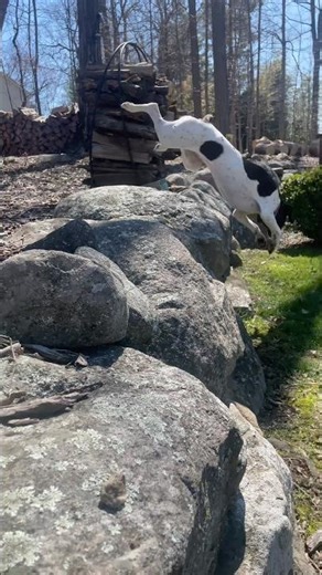 Coco Hear the Chipmunk