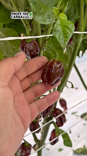 Habanero var. Espresso (Westar Seeds): habanero color chocolate brillante y buen picor. #chile #habanero #chocolate #picante #fblifestyle | Profe Fer Carballo