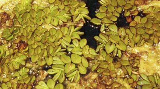 Invasive giant salvinia plant spreading in Lake Wateree