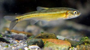 Moapa dace population steady in new count of endangered fish