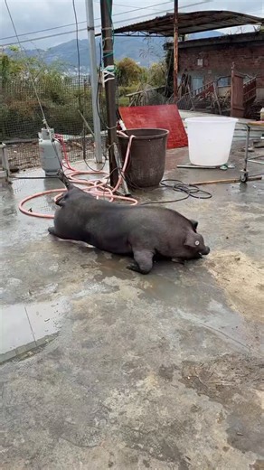 PiggFarming on Instagram: "3 Ways to Raise Pigs for BIG Farmhouse Profits! 🐷💰 Want to turn pig farming into a highly profitable business? In this video, we’ll show you three powerful ways to raise pigs in a farmhouse setting and maximize your earnings. Whether you’re just starting out or already farming, these practical tips will help you boost your farm’s profitability while ensuring your pigs grow healthy and strong. We’ll cover: ✅ The best pig breeds for fast growth and high returns ✅ Feedi