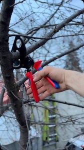 Best way of pruning trees Knipex 95 31 280 cable cutter #knipex #knipextools @knipex_official @knipexro | Tools AddicTed RO