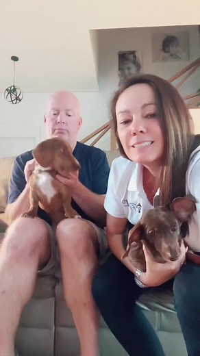 The little dachshund is so funny#foryour #dog #tiktok #funnyvideos #dogsoftiktok #funnydog #funnytiktok #funny #dachshund
