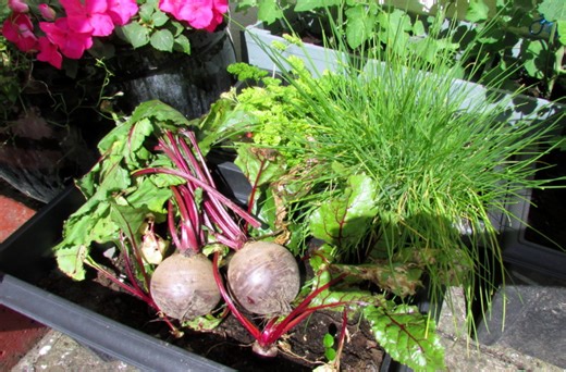 How to Sow, Plant and Grow Beetroot From Beet Seeds