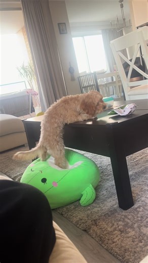 New toy unlocked 🔓🐾🍀🥰🐾😂#funnydog #dogsoftiktok #cavapoochon #puppy #missionimpossible