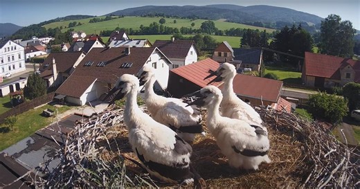 Čapí hnízdo Mladé Buky živě: Vylíhla se mláďata