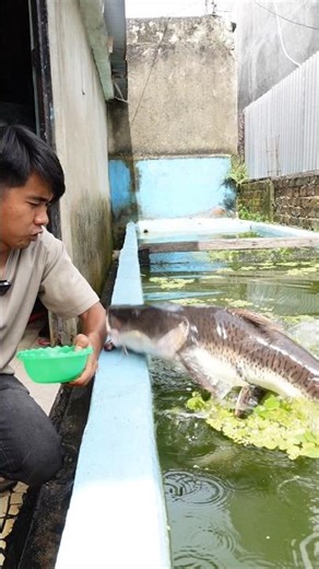 INI IKAN LELE MONSTER TERGANAS YANG PERNAH AKU MILIKI