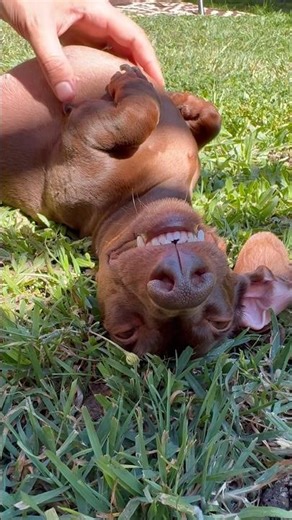 The Toothiest Dachshund Grin Ever Captured on Camera 😁😂 #doxie #weeniedog #cutedog #funnydogs