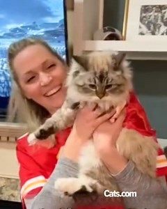 Meet Chipmunk, the cat who became a Super Bowl celebrity! 😍 | Cats.com