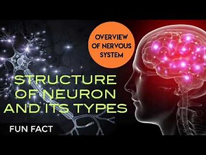 Structure of neuron in urdu/hindi | nervous system in urdu/hindi | neurons | types of neurons