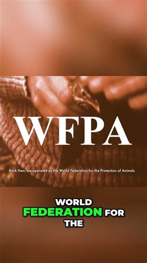 Animal Welfare Our Evolving Journey Since the 1950s