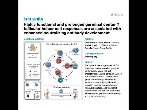 339-Persistent Tfh Cells Drive HIV Vaccine Responses
