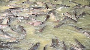Many pangasius in the farm stock footage. Video of fishing - 182796878
