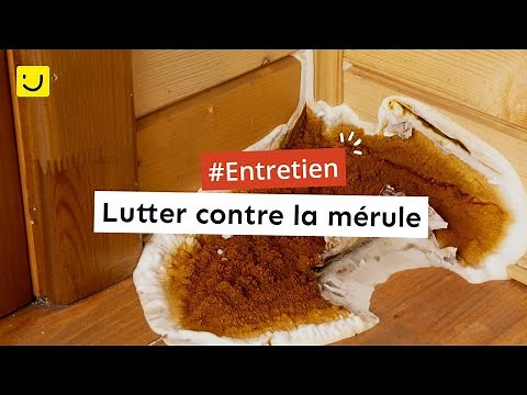 Lutter contre la mérule
