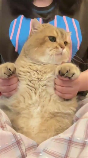 Breaking News My Cat Grew Black Armpit Hair Wait For It