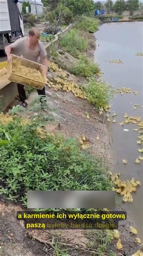 Dlaczego te kaczki są dosłownie rzucane? 😳🦆