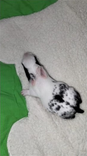 Newborn baby bunny day 8 🐰🐇#animal #rabbit #bunny #cute