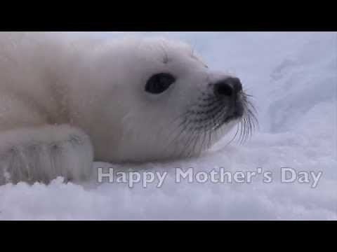 The Precious Bond Between A Mother Seal and Her Baby